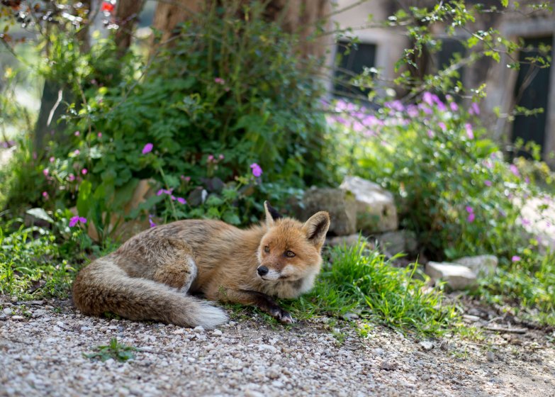 Fox in old village